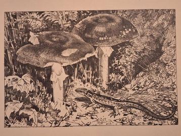 Litho Paddenstoelen met Salamander beschikbaar voor biedingen