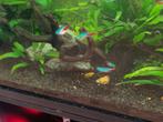 Baby black molly's panda goud, Dieren en Toebehoren, Vissen | Aquariumvissen, Vis