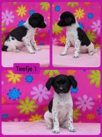 Prachtige friese stabij x border collie pups mogen verhuizen, Overige rassen, 8 tot 15 weken, CDV (hondenziekte), Meerdere