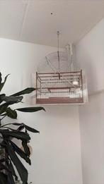 Surinaamse zangkooi 2x, Ophalen, Gebruikt, Hout, Vogelkooi