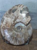 Oude fossiel opaal ammoniet nautilus glazend gepolijst, Ophalen of Verzenden, Fossiel