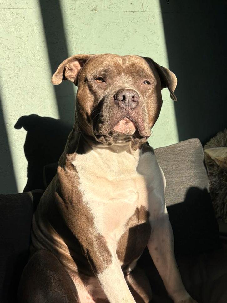 Ervaren American stafford dekreu open for stud, Dieren en Toebehoren, Honden | Niet-rashonden, Middel, Reu, Particulier, Eén hond