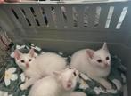 Kittens, Dieren en Toebehoren, Katten en Kittens | Raskatten | Korthaar