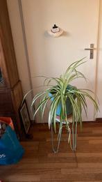 Lelie gras plant, Ophalen of Verzenden