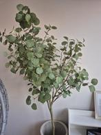 Grote nepeucalyptus boom (ca. 180 cm), Ophalen of Verzenden