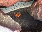 Jonge luipaardgekko’s, Dieren en Toebehoren, Reptielen en Amfibieën, Hagedis, 0 tot 2 jaar