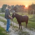 Bijrijdpaard gezocht, bijrijder/verzorger aangeboden, Dieren en Toebehoren, Paarden en Pony's | Overige Paardenspullen, Ophalen of Verzenden