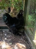Zwarte Zijde Hoen haan, Dieren en Toebehoren, Pluimvee, Mannelijk, Kip
