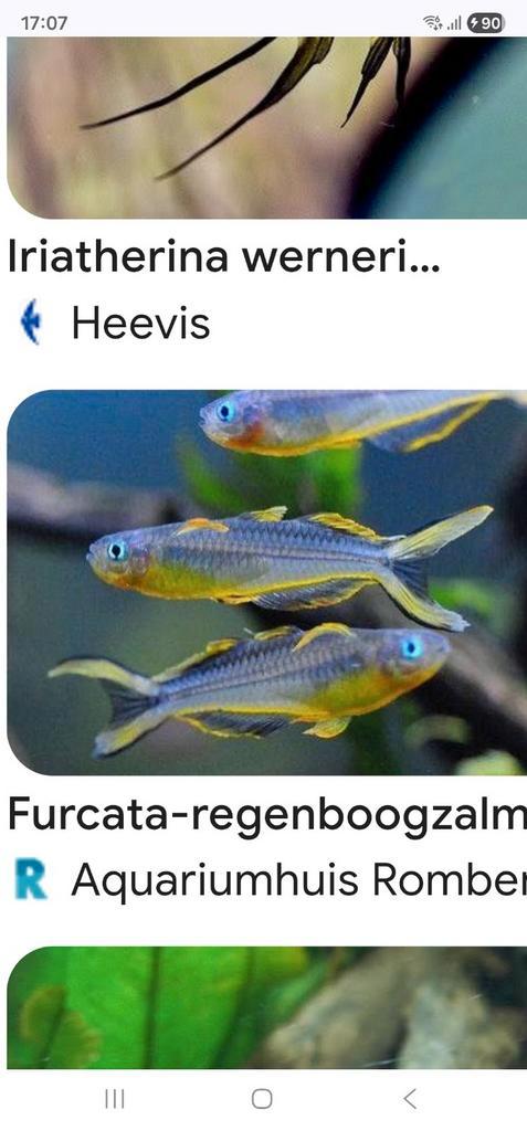 Visbestand in 1 koop, Dieren en Toebehoren, Vissen | Aquariumvissen, Vis