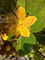 Hertshooi

(Hypericum), 30 cm struik, Vaste plant, Halfschaduw, Zomer, Ophalen