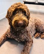 Medium bruine labradoodle dekreu (volledig getest), Dieren en Toebehoren, Reu, CDV (hondenziekte), 1 tot 2 jaar, Eén hond