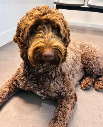 Medium bruine labradoodle dekreu (volledig getest)  beschikbaar voor biedingen