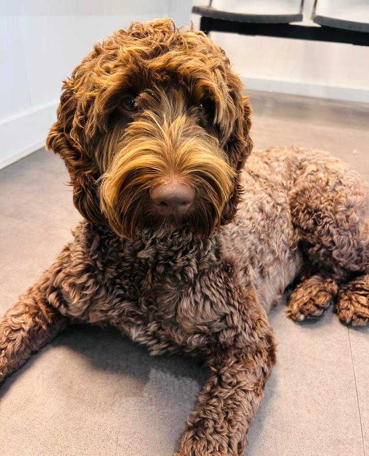 Medium bruine labradoodle dekreu (volledig getest), Dieren en Toebehoren, Honden | Dekreuen, Reu, Particulier, Eén hond, Nederland