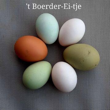  Broedeieren  Olijfleggers  Groenleggers  beschikbaar voor biedingen