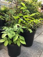 Walnotenboom - okkernoten boom, Ophalen, Volle zon, Overige soorten, Minder dan 100 cm