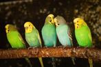 Gezocht parkietjes, Dieren en Toebehoren, Vogels | Parkieten en Papegaaien, Meerdere dieren, Parkiet