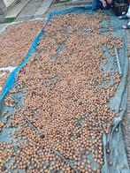 Verse walnoten biologisch hollands, Ophalen of Verzenden