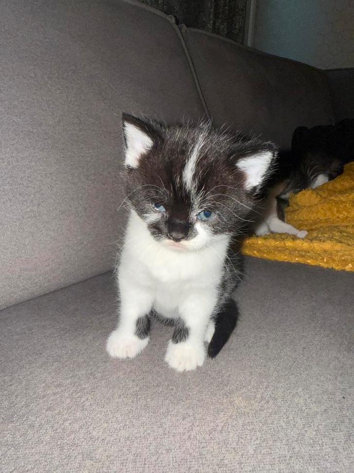 Britse korthaar kittens, Dieren en Toebehoren, Katten en Kittens | Overige Katten, Kortharig, Meerdere dieren, 0 tot 2 jaar
