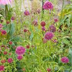 Scabiosa chile black, Tuin en Terras, Ophalen of Verzenden, Voorjaar, Volle zon, Zaad