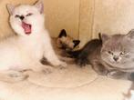 Prachtige Britse Korthaar kittens Chocolate/Blue Point/Blauw, Dieren en Toebehoren, Katten en Kittens | Raskatten | Korthaar, Meerdere dieren