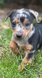 ️ Lieve speelse Jack russel puppy’s/ pups ️, Dieren en Toebehoren, Jack Russell Terriër, Meerdere, Meerdere dieren, Nederland