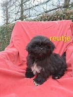 Te koop mooie kleinblijvende speelse boomer pups, Parvo, 8 tot 15 weken, Meerdere, Meerdere dieren