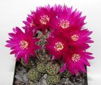 cactus - Sulcorebutia crispata, Ophalen of Verzenden, Cactus, Volle zon, Minder dan 100 cm