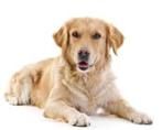 GEZOCHT: Golden retriever, Golden retriever, CDV (hondenziekte), 8 tot 15 weken, Geslacht onbekend