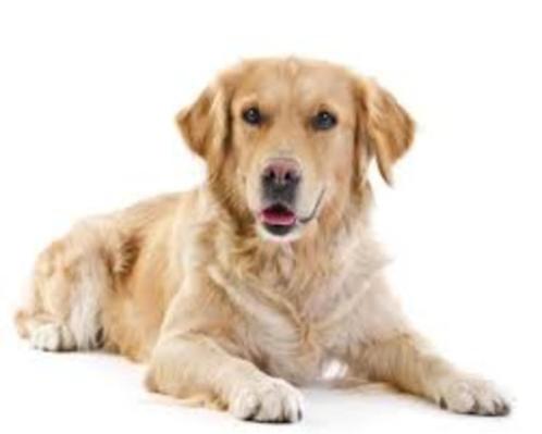 GEZOCHT: Golden retriever, Dieren en Toebehoren, Honden | Retrievers, Spaniëls en Waterhonden, Geslacht onbekend, Golden retriever
