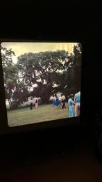 5 DIA’S van BOMEN in USA, Foto, Nieuw, Ophalen of Verzenden, Natuur