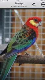 Stanleys, Dieren en Toebehoren, Ophalen