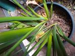 Strelitzia kuipplant, Huis en Inrichting, Kamerplanten, Ophalen, Volle zon, 200 cm of meer