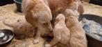 Golden Retriever pups met stamboom, Golden retriever, Nederland, 8 tot 15 weken, Meerdere