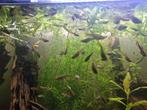 Guppies tekoop, Dieren en Toebehoren, Vissen | Aquariumvissen, Vis