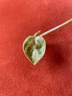 Philodendron giganteum Blizzard, Ophalen, Halfschaduw, Minder dan 100 cm