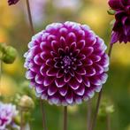Dahlia, Ophalen of Verzenden