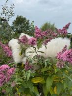 Van het bonte schaap en Suffolk, Hobby en Vrije tijd, Nieuw, Enge Wormer, Boerderijsaensgroen5@gmail.com, Spinwol