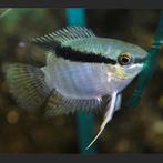 1 zuid amerikaanse cichlide 15 te koop, Dieren en Toebehoren, Vissen | Aquariumvissen, Vis, Zoetwatervis