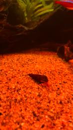 Slakken, Ophalen of Verzenden, Nieuw, Overige typen