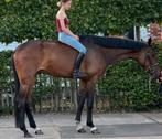 Super braaf dressuurpaard 4 jaar, Dieren en Toebehoren, 175 cm of meer, B, Gechipt, Ruin
