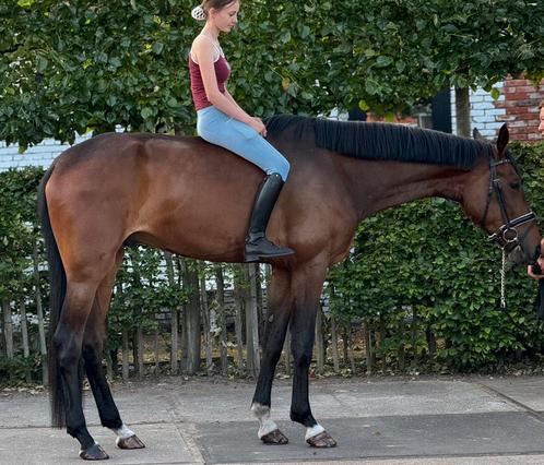 Super braaf dressuurpaard 4 jaar, Dieren en Toebehoren, Paarden, Ruin, B, 175 cm of meer, 3 tot 6 jaar, Dressuurpaard, Met stamboom