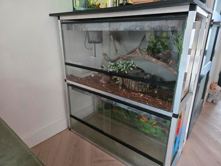 Terrarium stelling met een ball python (Python regius), Dieren en Toebehoren, Reptielen en Amfibieën | Toebehoren, Ophalen