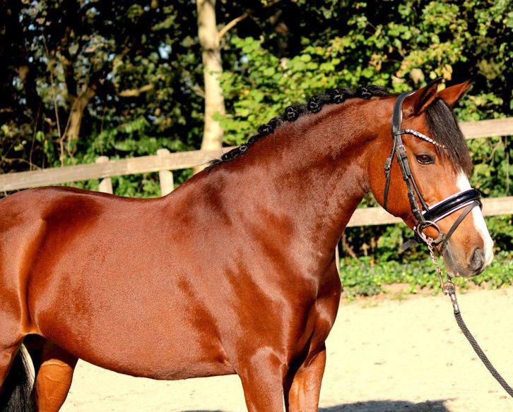 Gezocht, lease D/E pony Den Helder (niet aangeboden), Dieren en Toebehoren, Pony's, Meerdere dieren, M, 0 tot 2 jaar