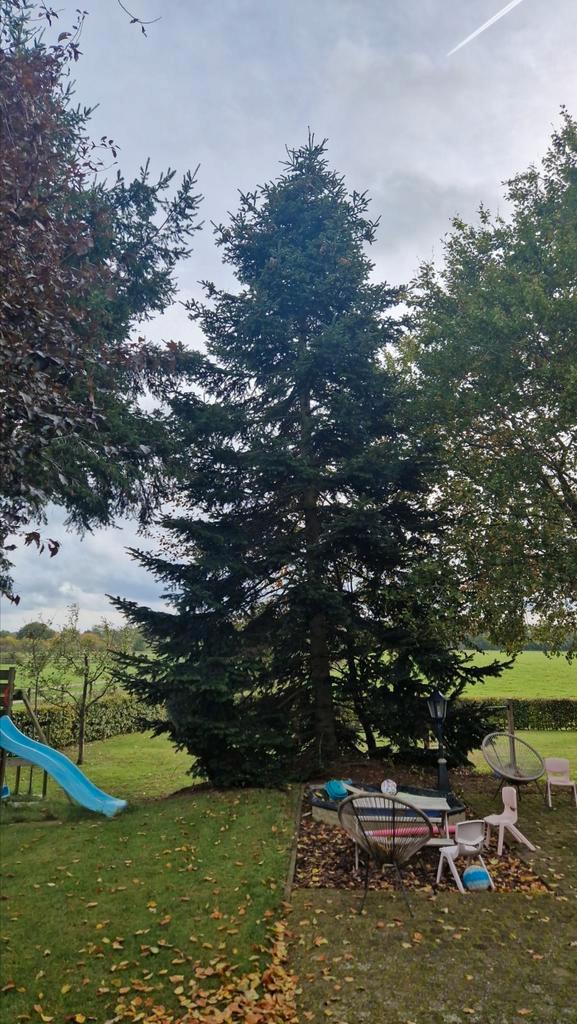 Mooi volle Nordmann 12 meter, Tuin en Terras, Planten | Bomen, Overige soorten, Volle zon, Ophalen