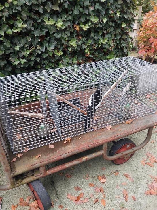 Vangkooi voor vogels, Dieren en Toebehoren, Vogels | Hokken en Kooien, Zo goed als nieuw, Vogelkooi, Ophalen of Verzenden