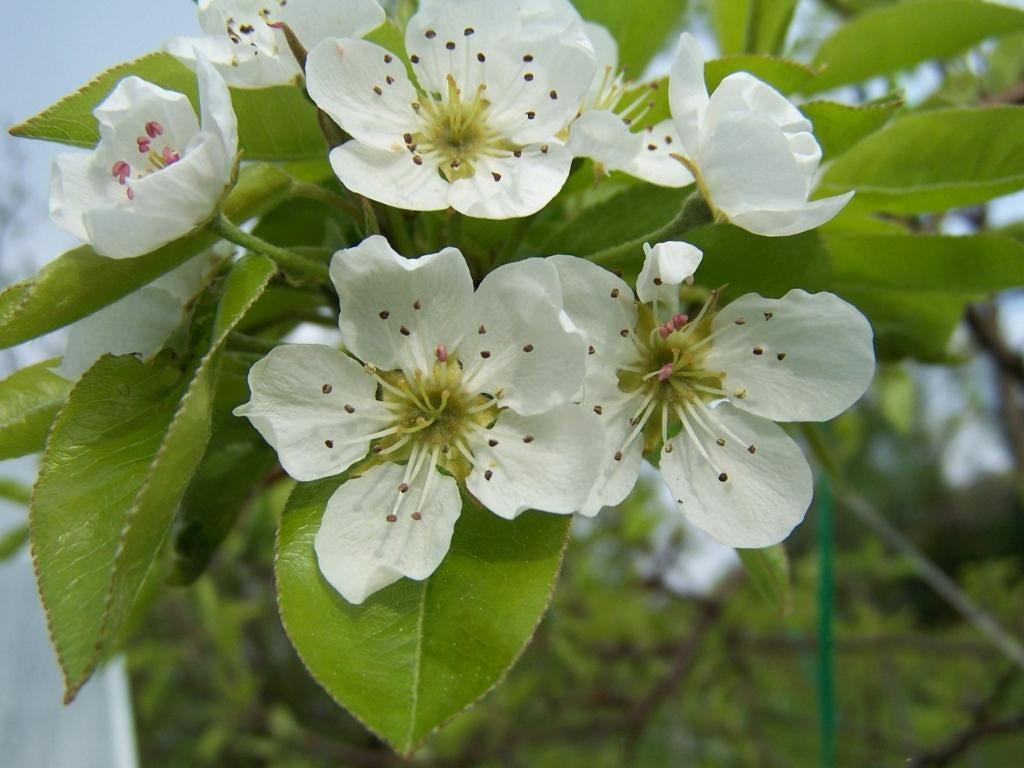 **ACTIE** Pyrus communis, gewone peer, Minder dan 100 cm, Lente, Perenboom, Ophalen of Verzenden