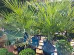 Chamaerops Humilis dwergpalm, Ophalen, Zomer, Overige soorten, Volle zon