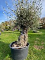 Genieten van een olijfboom/uw tuin in mediterrane sferen, Overige soorten, 100 tot 250 cm, Zomer, Ophalen