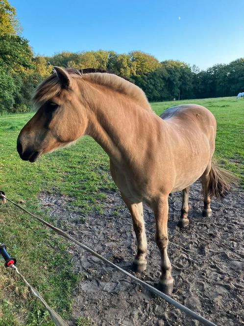 Bijrijder gezocht, Dieren en Toebehoren, Paarden en Pony's | Verzorgingsproducten, Ophalen of Verzenden