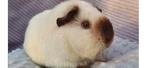 Op zoek naar US teddy Cali zeugje wit, Dieren en Toebehoren, Knaagdieren, Cavia, Februari, Vrouwelijk, Tam
